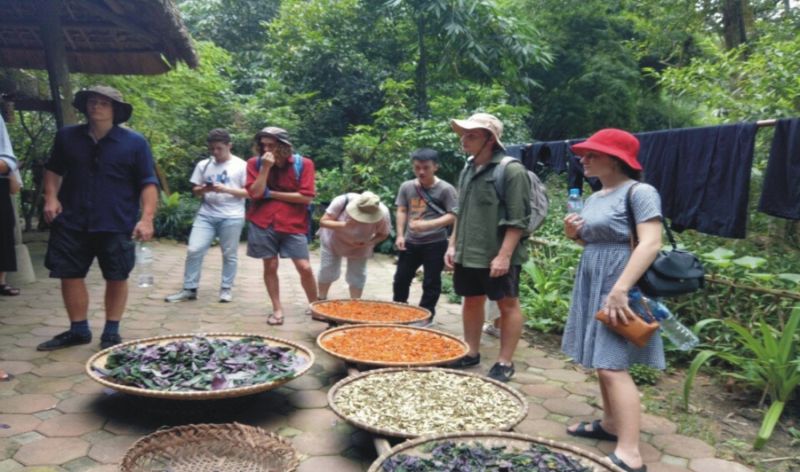 Du khách tham quan nhà thuốc tại Bản làng du lịch sinh thái Thái Hải